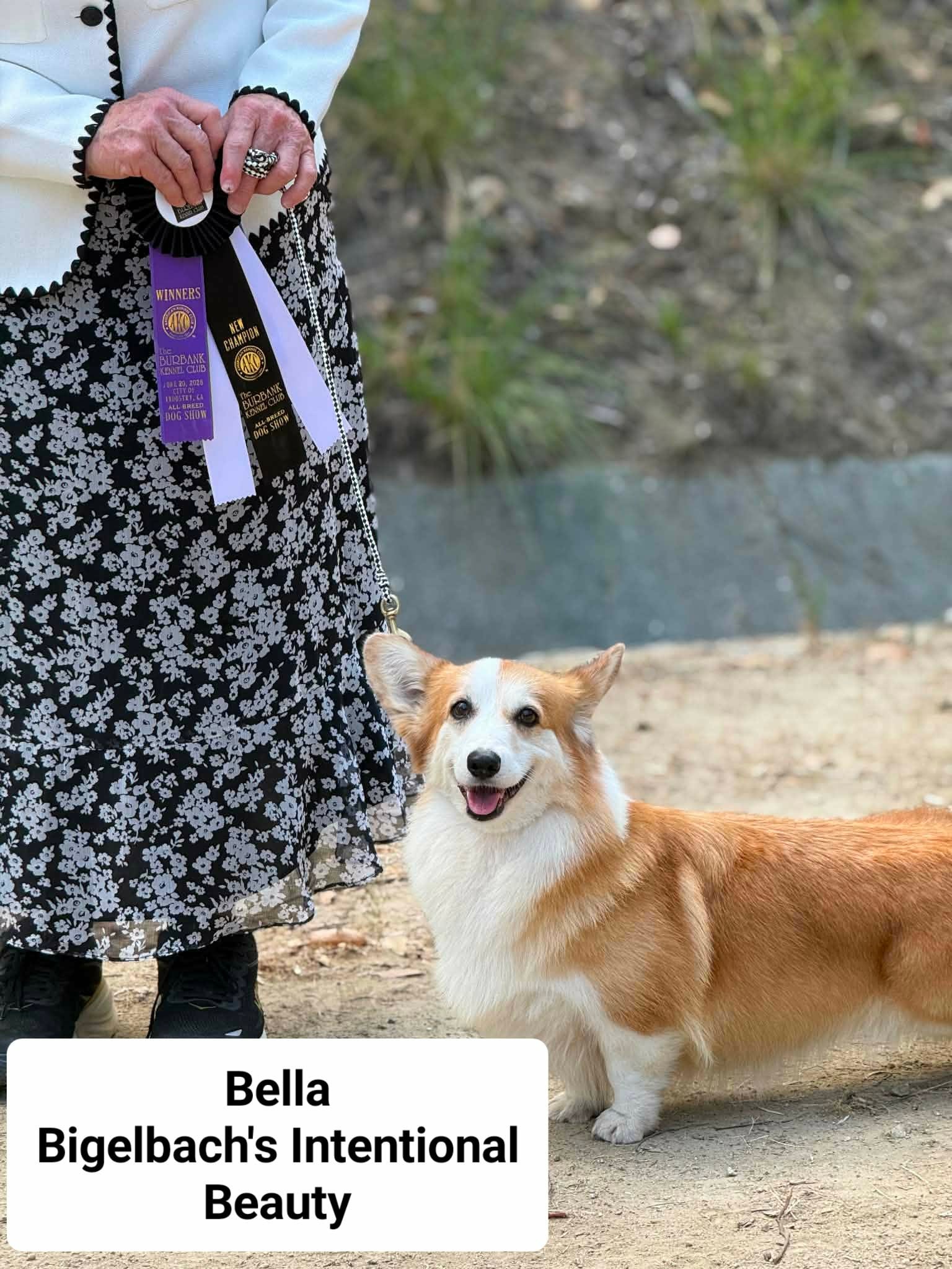 Bella — photo 2