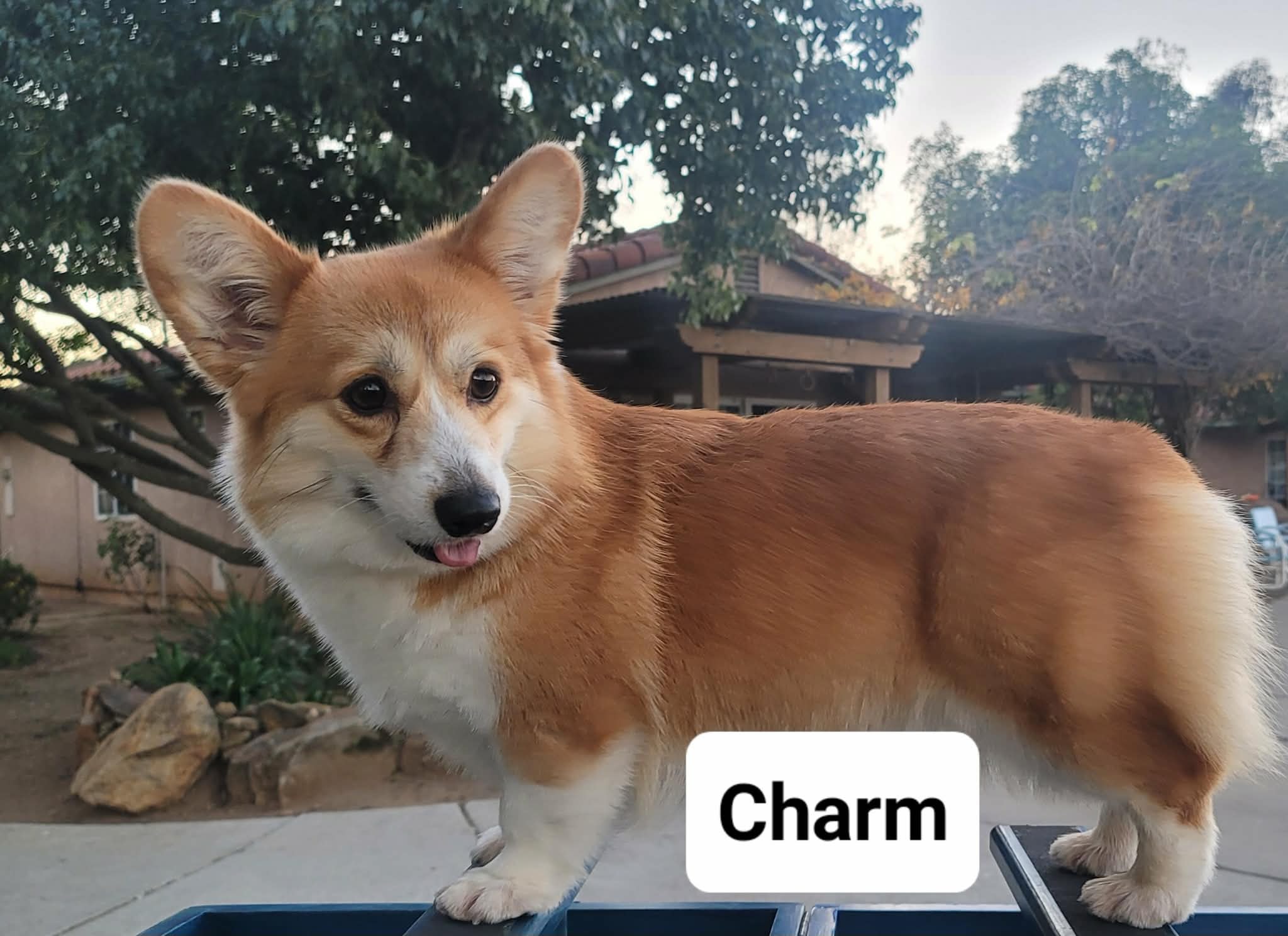 Charm