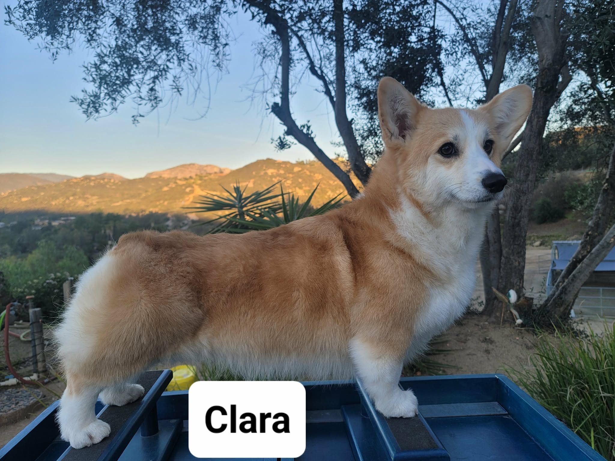 Clara