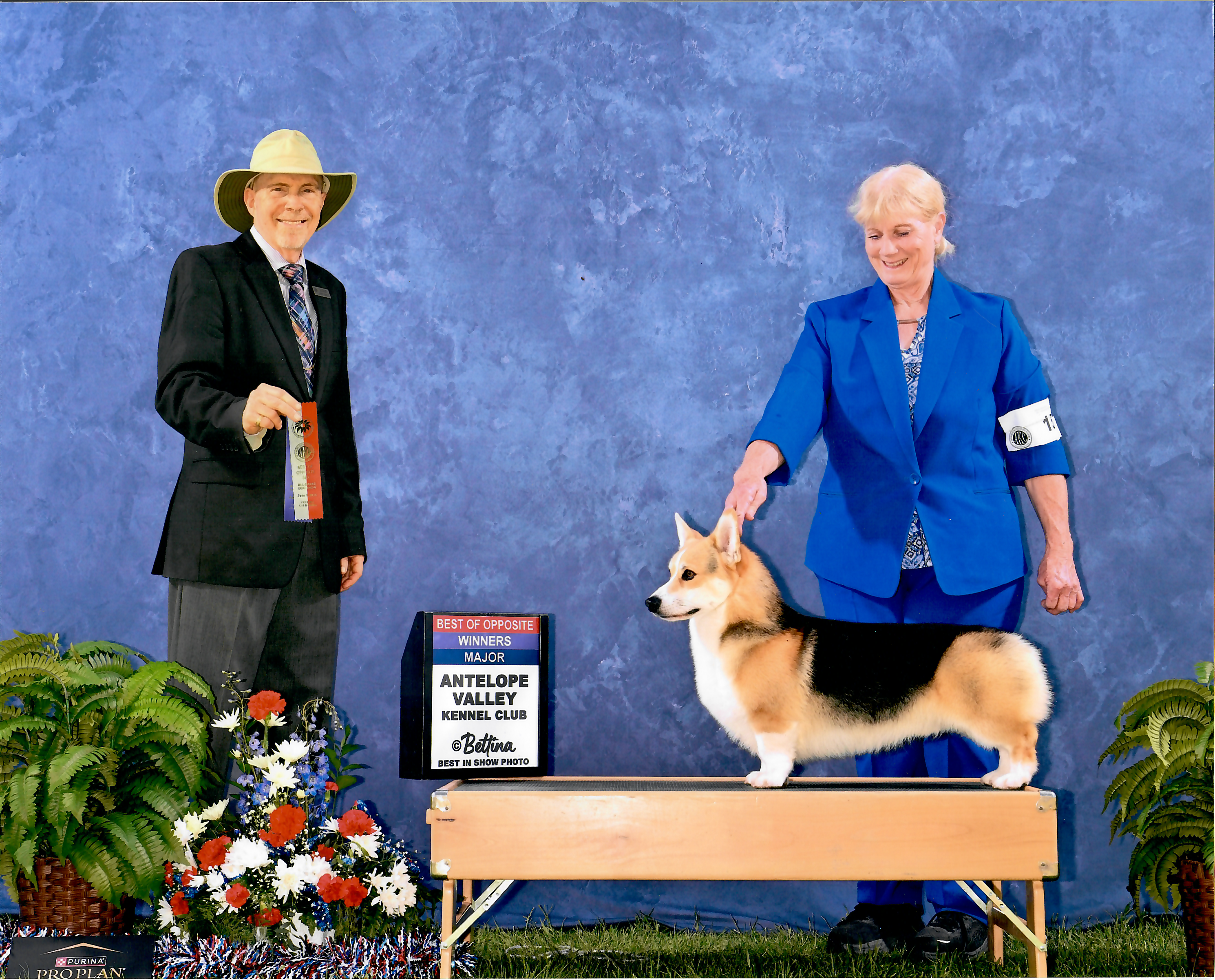 GCH CH Peter — photo 4