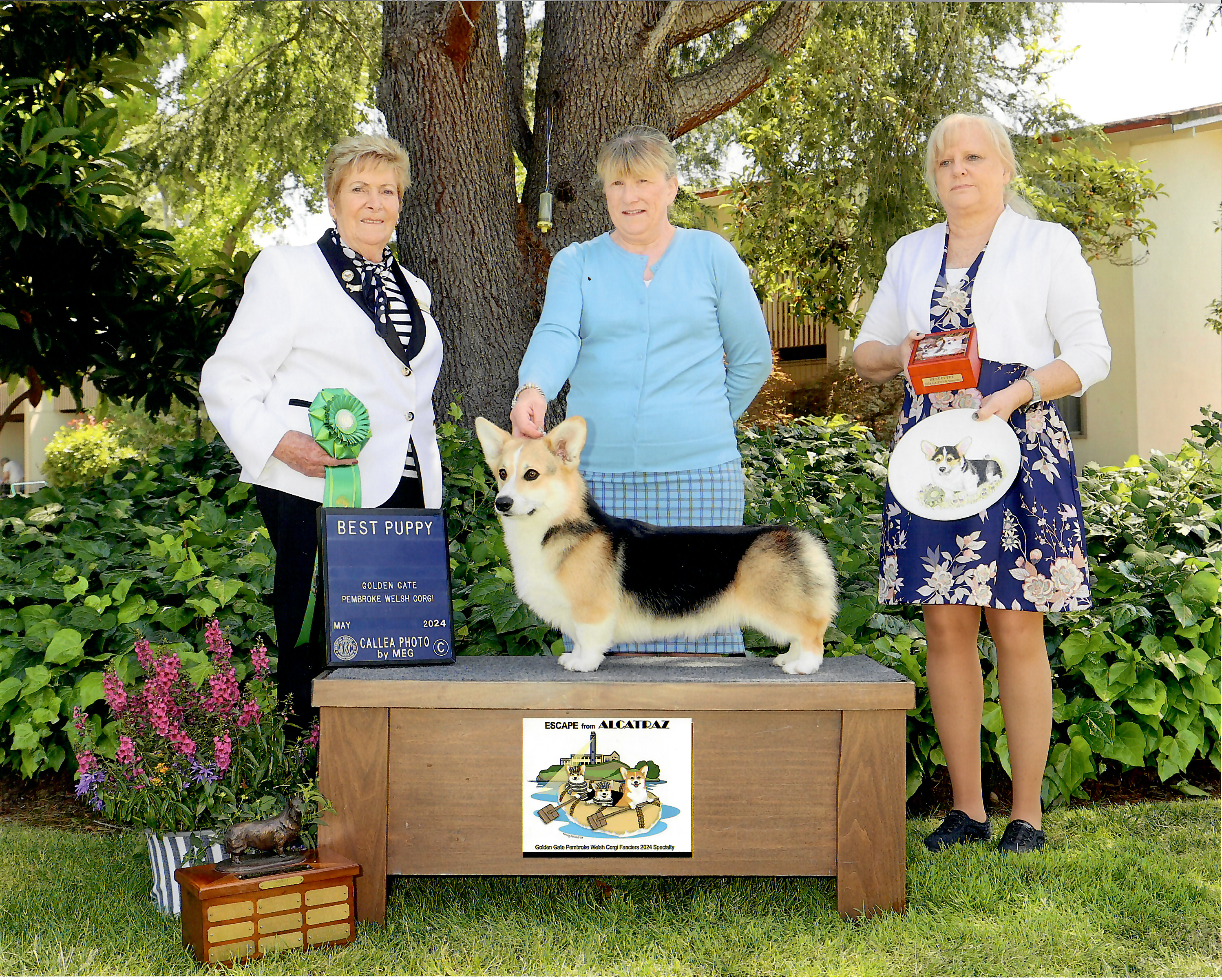 GCH CH Peter — photo 5