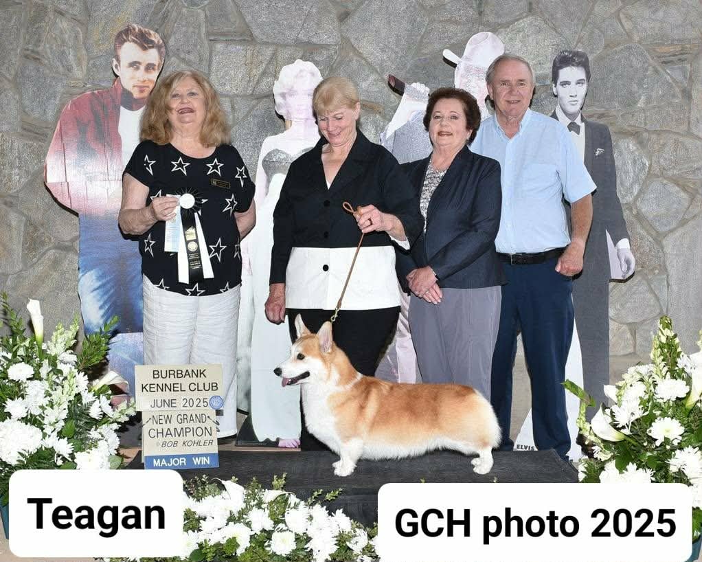 GCH CH Teagan