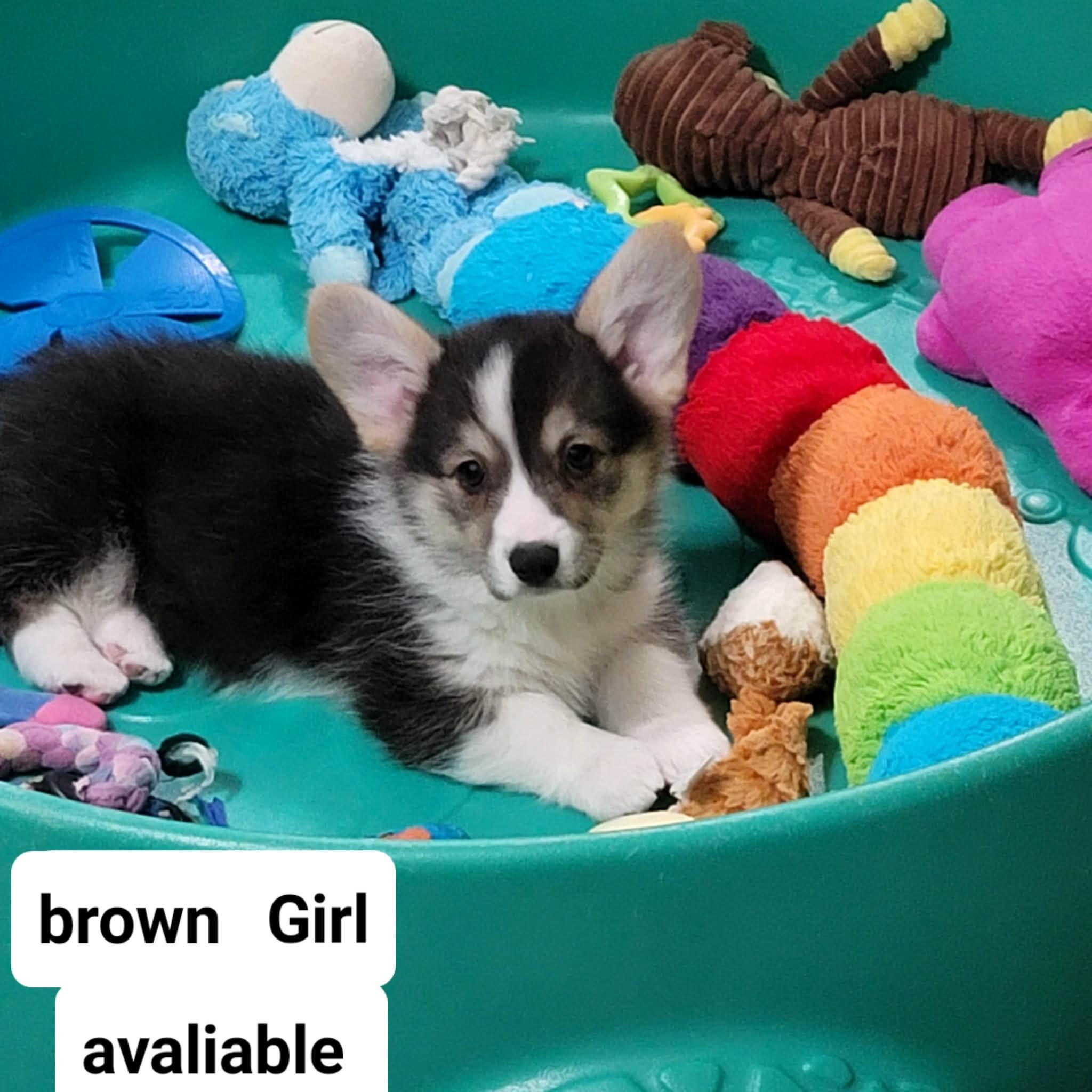 Brown Girl — photo 2