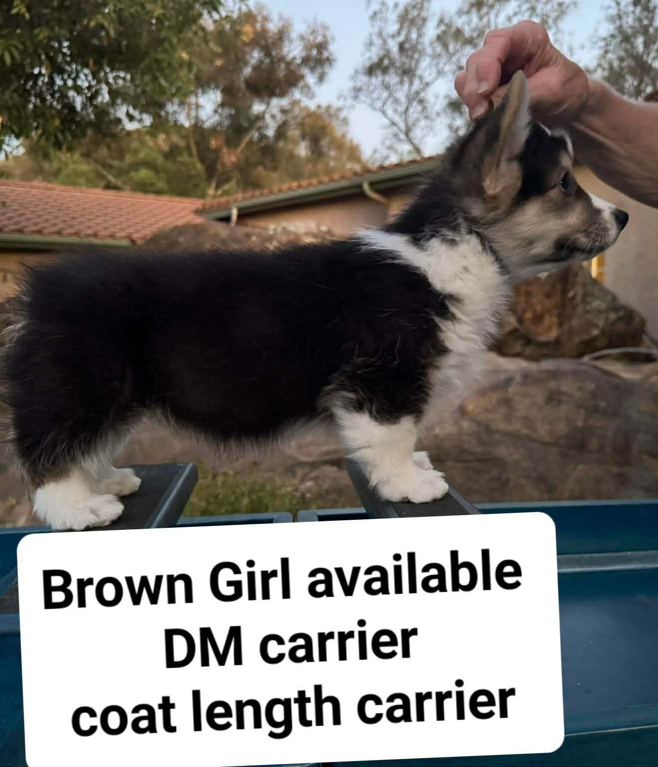 Brown Girl — photo 3