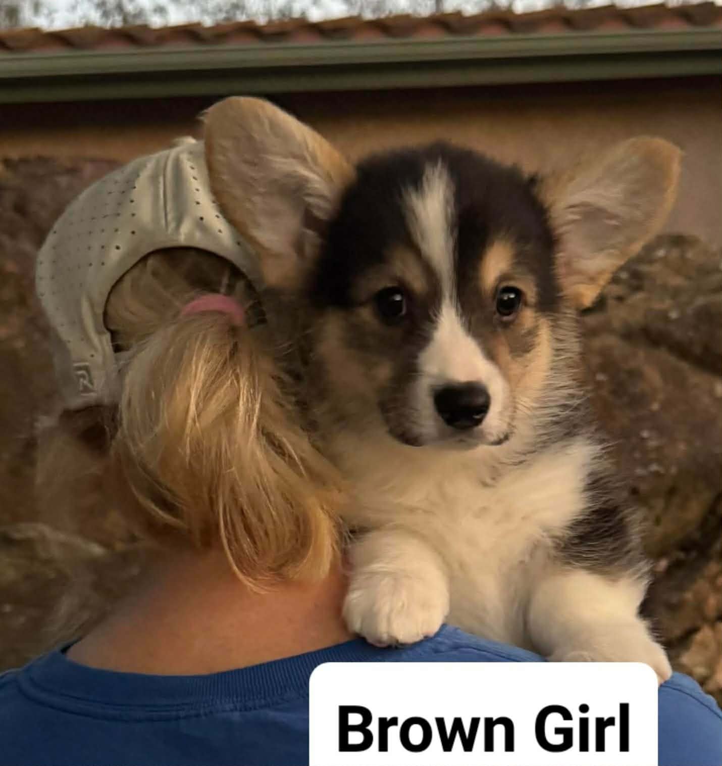 Brown Girl — photo 4