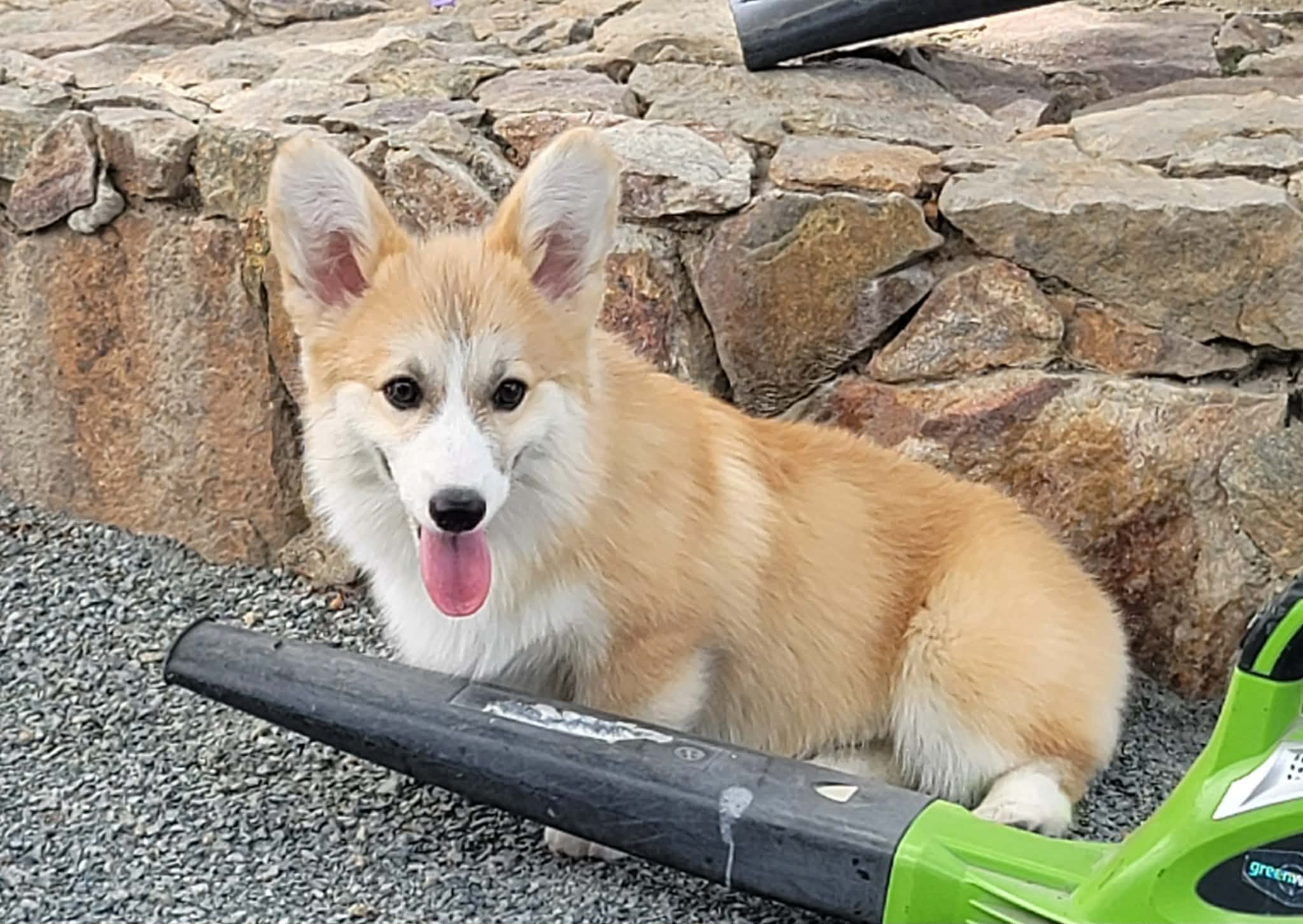 Justin puppy photo 6