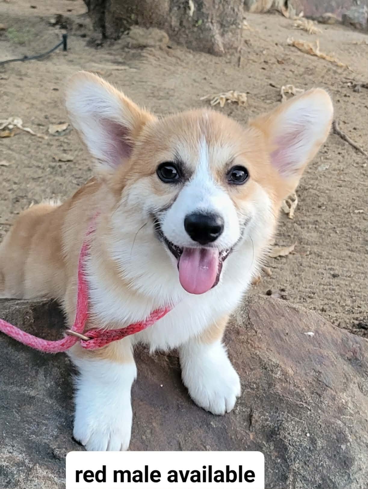 Red Male puppy