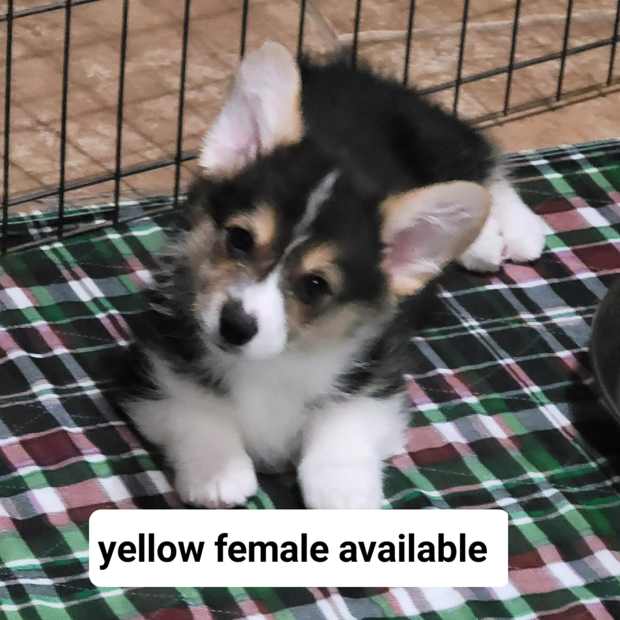 Yellow Female puppy